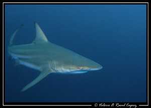 Fast Black tip shark taken in South Africa. by Raoul Caprez 
